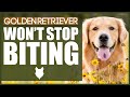 How To Stop Your GOLDEN RETRIEVER BITING