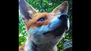 Good Afternoon Mr Fox