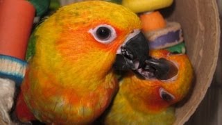 Rio And Sona Bffs For Life