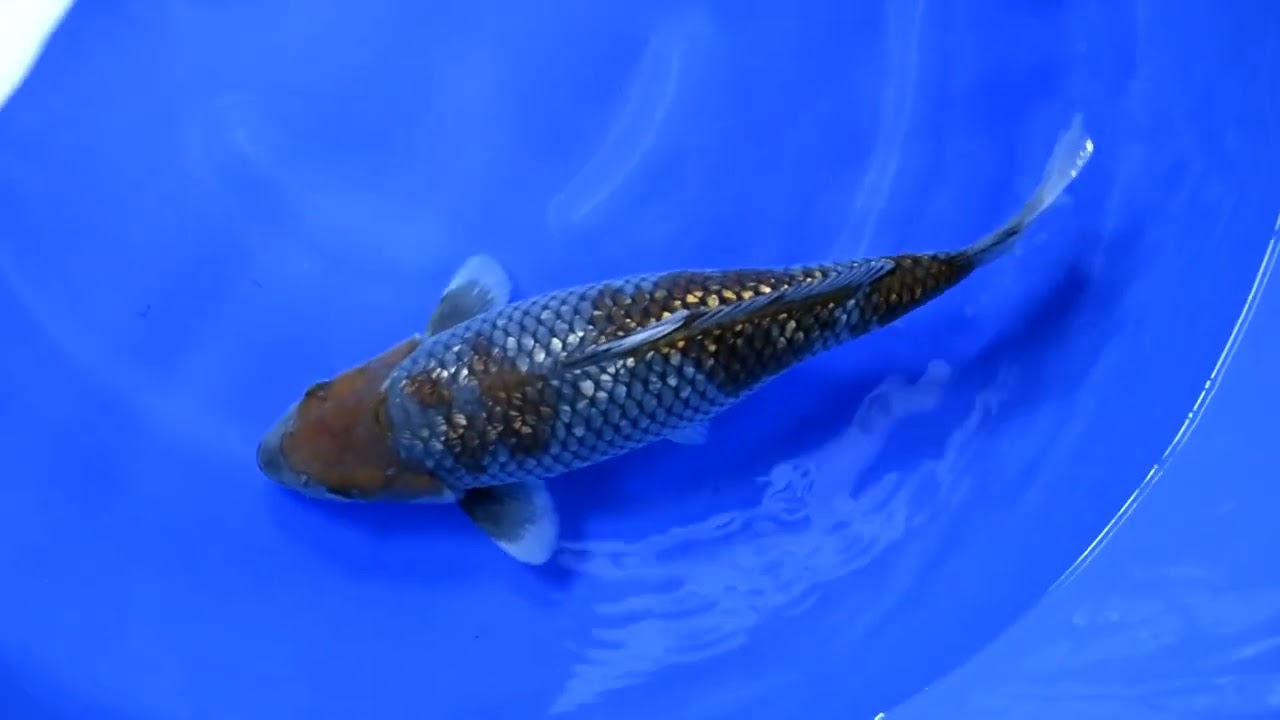 鯉 ライブ鯉初売り出し2026】260112-068の出品鯉のご紹介！！ - YouTube