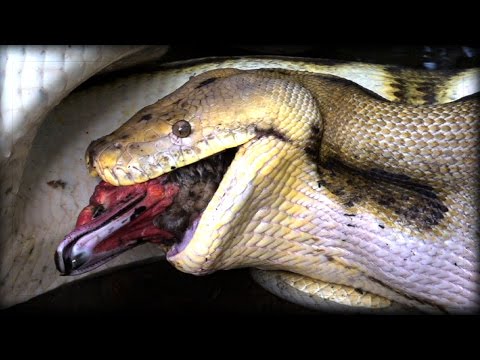 15 Scary Facts About Pythons