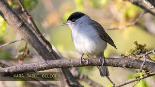 Karabaşlı Ötleğen