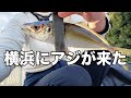 横浜にアジが来た！あの重〜いお魚が大爆釣！？【2023.4】