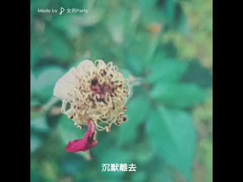 是你在說抱歉嗎-🌹玫瑰花坊🌹歌房
