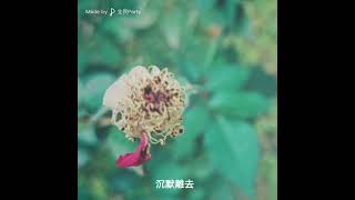 是你在說抱歉嗎-🌹玫瑰花坊🌹歌房