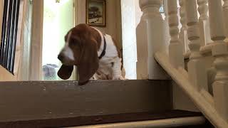 Bruno The Basset tries going down the stairs