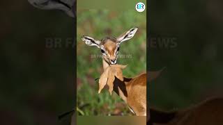gerenuk life style #facts #animals #shortvideo #wildlife #amazingfact #telugushorts #telugu #india