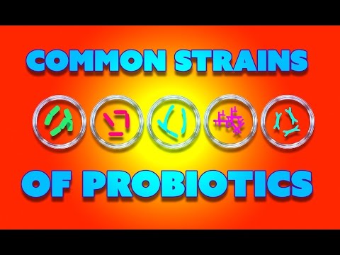 Common Probiotic Strains, Beneficial Bacteria and Immune Health