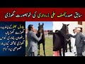 Asif Ali Zardari horses and Spanish mare || Karmanwala ghora key bachy || gift of Rizwan patwari