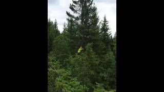 Roger Waters Blowing Out A Big Spruce Top