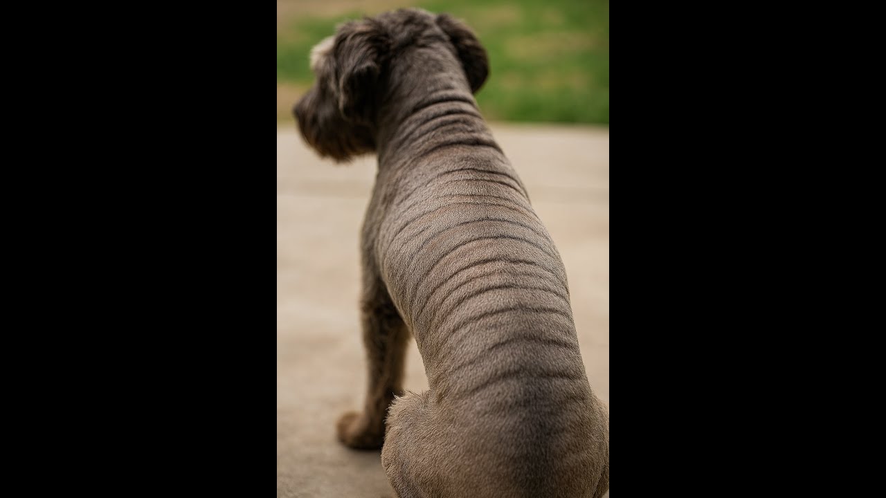 Машинка для стрижки оставляет следы? Посмотрите, прежде чем покупать новые лезвия!