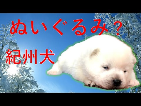 ぬいぐるみの様に可愛い紀州犬の仔犬。Kishu dog puppy【Samurai dog TV】