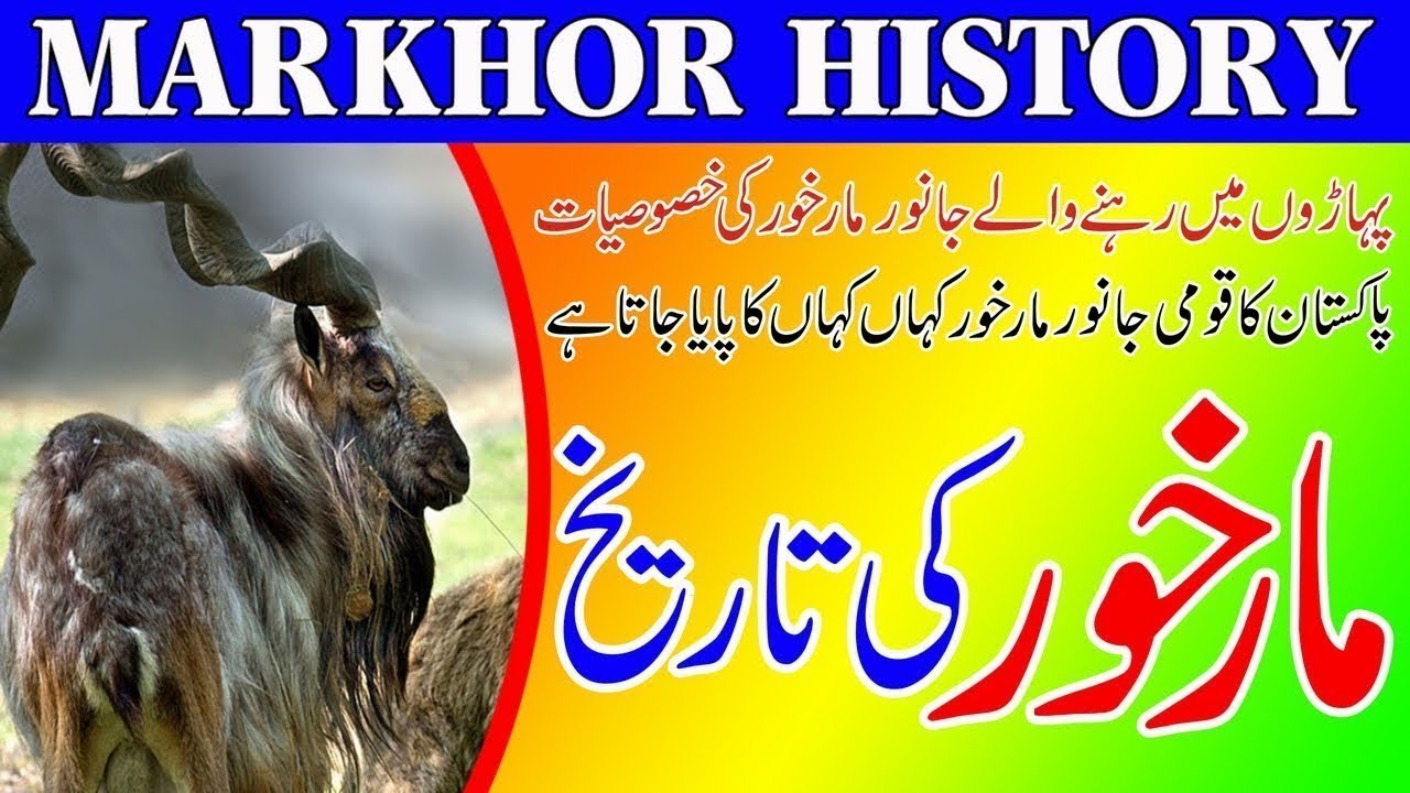 Pakistan National Animal Markhor in Urdu || Markhor History in Urdu || Story of a Markhor In Urdu