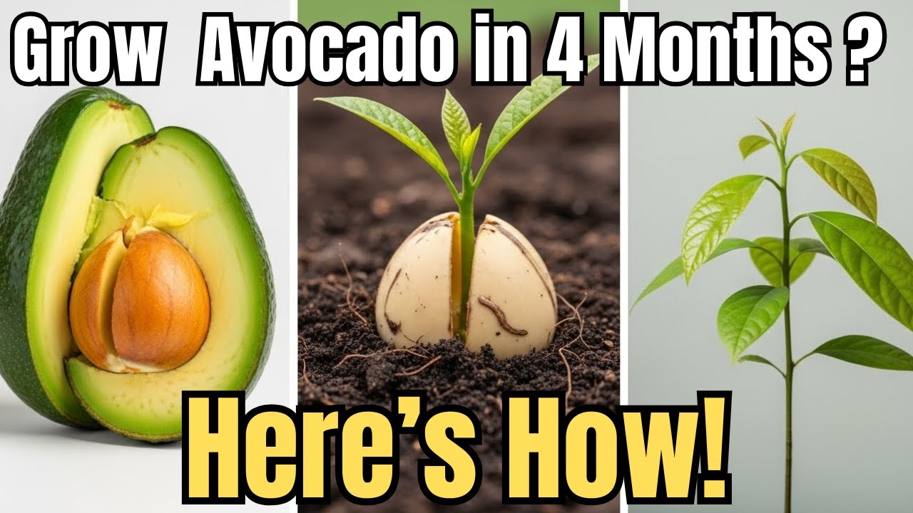 The Best Way To Grow Avocado from seed | only 0 - 4 months.