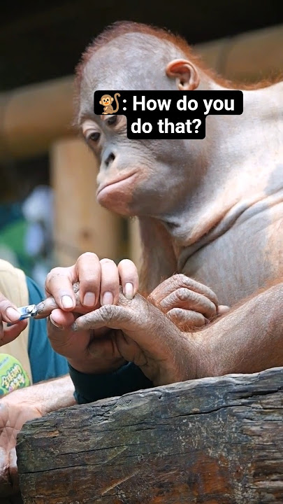 funny cute orang utan reaction #monkey #orangutan #zoo #orangutans #shorts #orangutanjungleschool