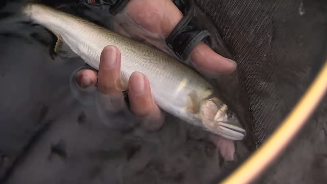 釣り百景】#147 鮎の季節到来！日本海で育まれた天然鮎に出会う - YouTube