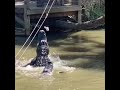 Кормление аллигаторов в парке Wild Florida Airboats &amp; Gator Park