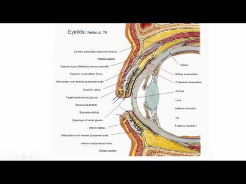oog anatomie en fysiologie