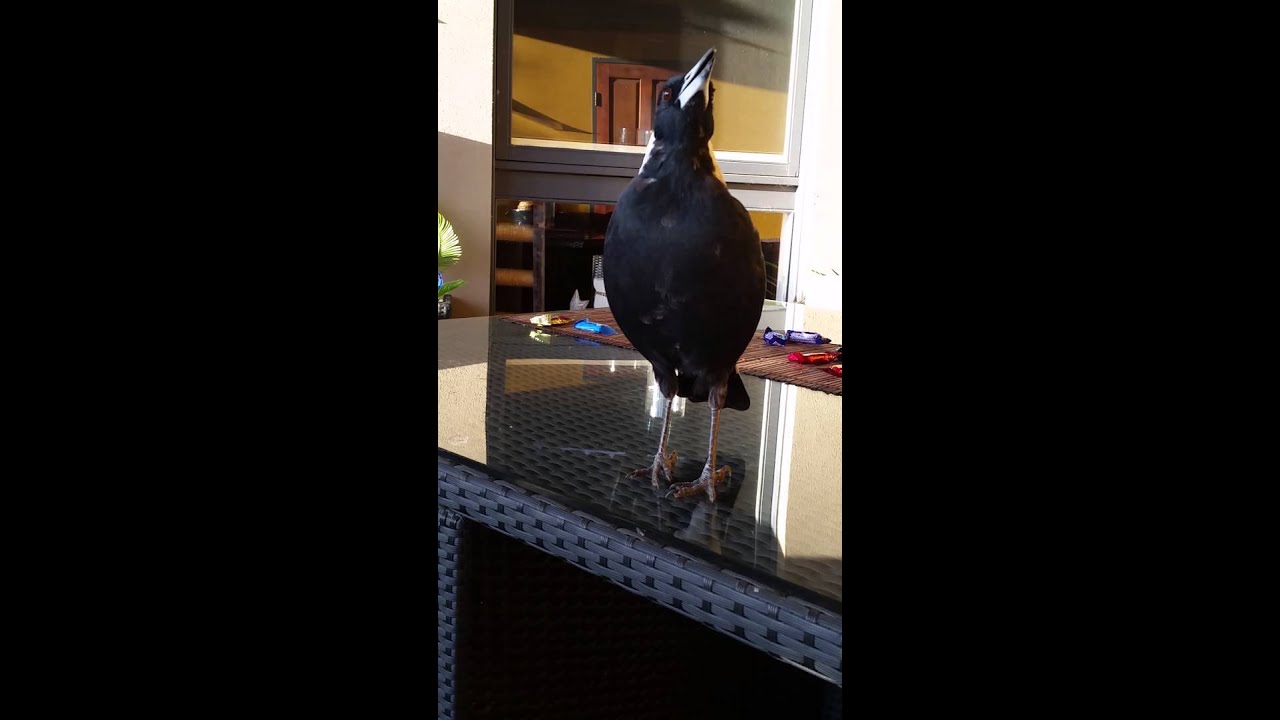 Magpies 2 - YouTube