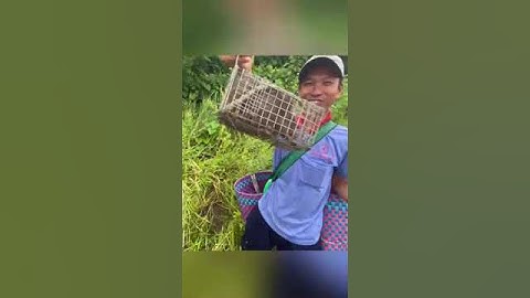 Quá đã con cống nhum này rồi #batchuotdong #baychuot #video  #thinhhanh #sanbat #mientay #shorts
