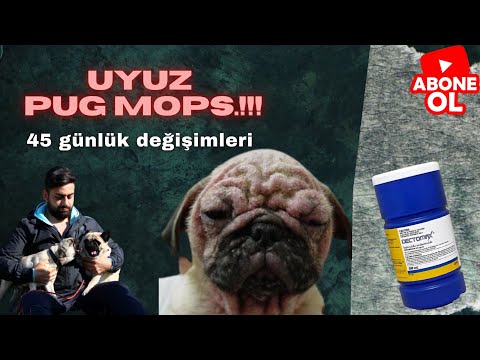 Video: Histiyositoma: Pek De Dostane Olmayan Bir Görünüme Ve Hisse Sahip Iyi Huylu Köpek Tümörü