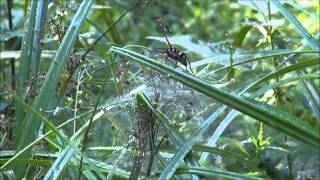 ПАУК - ОХОТНИК КАЁМЧАТЫЙ (Dolomedes fimbriatus) ПАУК - ОХОТНИК КАЁМЧАТЫЙ (Dolomedes fimbriatus)