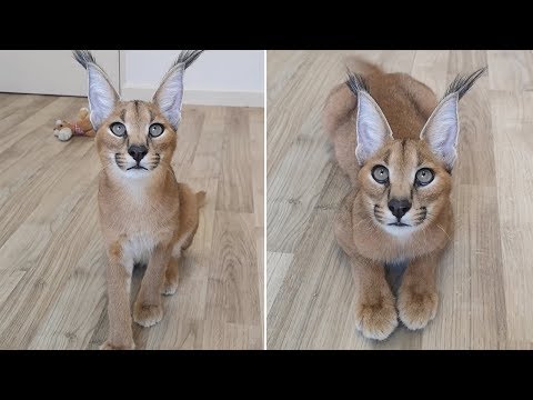 Cute Caracal Cat Twitches His Ears