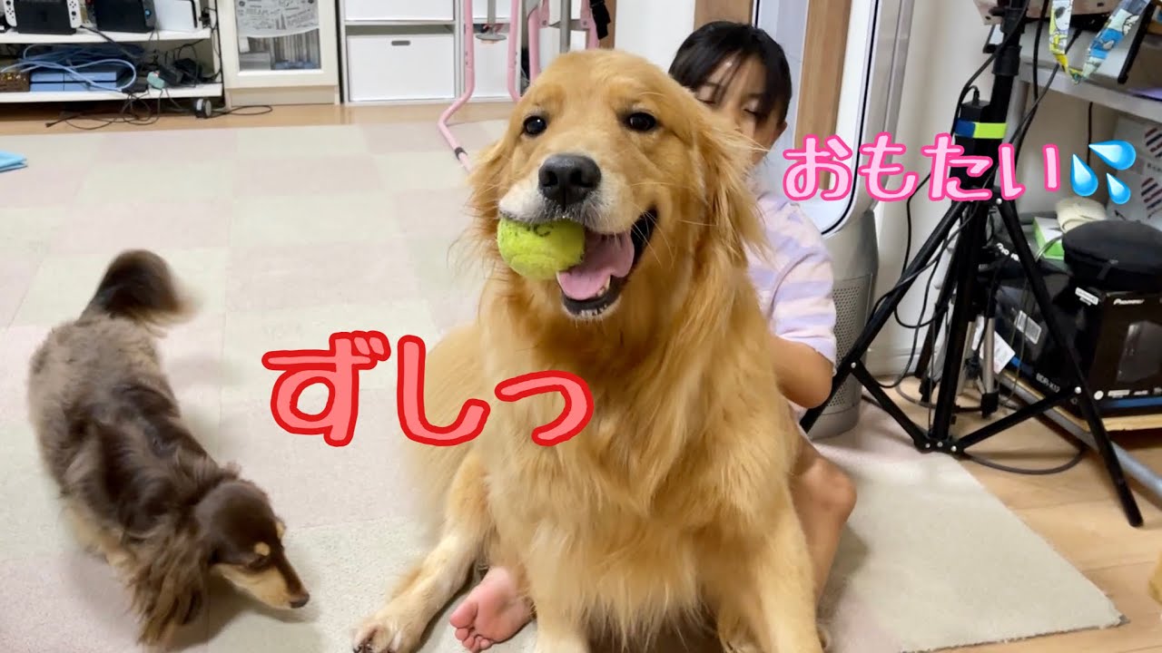 自分の体が小型犬のように小さいと思い込んでいる大型犬の甘え方 ゴールデンレトリバーとミニチュアダックスフンド Youtube 自分の体が小型犬のように小さいと思い込んでいる大型犬の甘え方 ゴールデンレトリバーとミニチュアダックスフンド Youtube