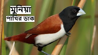 শ্যামসুন্দর মুনিয়ার ডাক | Munia Pakhir Dak | Tricolored Munia Bird Sound | Munia Call@wildindiamit​