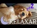 Musica para Tranquilizar seu Pet - Acalma e Relaxa (Testado )