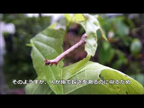 トビモンオオエダシャクの幼虫 尺取り虫 Youtube