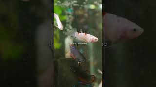 I crossed 4 different betta strains…
I crossed 4 different betta strains…
These are the results 👀🔥 I crossed 4 different betta strains…