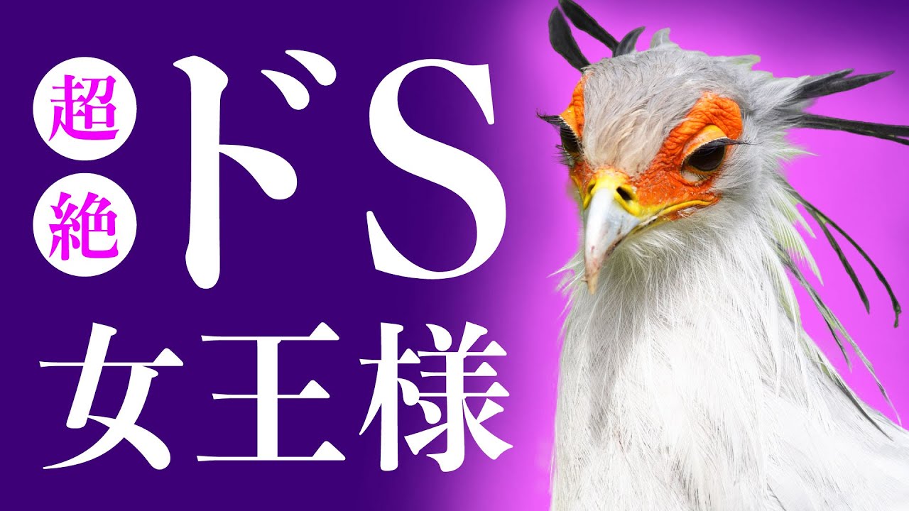 SMプレイ？セクシー過ぎる鳥の謎【ヘビクイワシ】