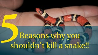 Five Reasons Not to Kill Snakes