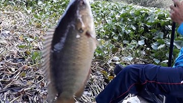 CÂU CÁ RÔ MỀ_CÂU CÁ RÔ MỀ NÊN CHỌN ĐIỂM CÂU NHƯ THẾ NÀY||MINH ĐỨC MT||