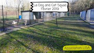 La Dog and Cat Squad / association LISA / Février 2019 La Dog and Cat Squad / association LISA / Février 2019