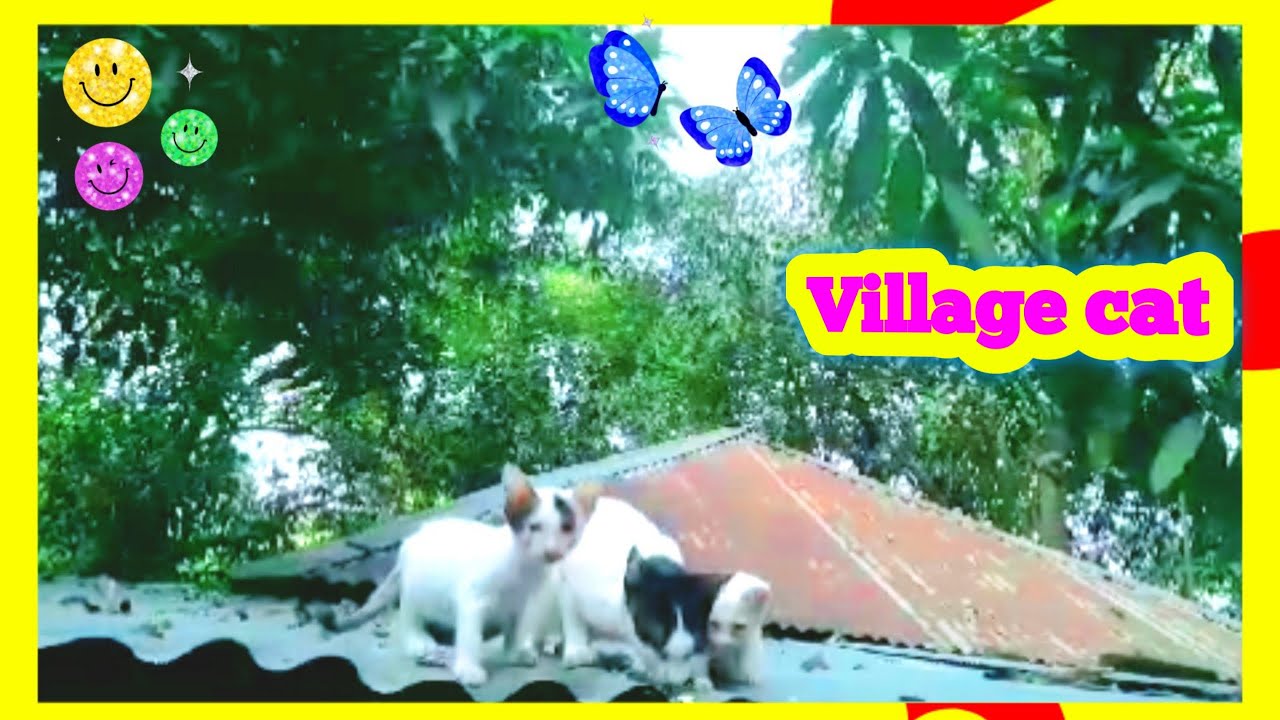 Hungry Cat And Kittens ♥ Village Cat Why Is My