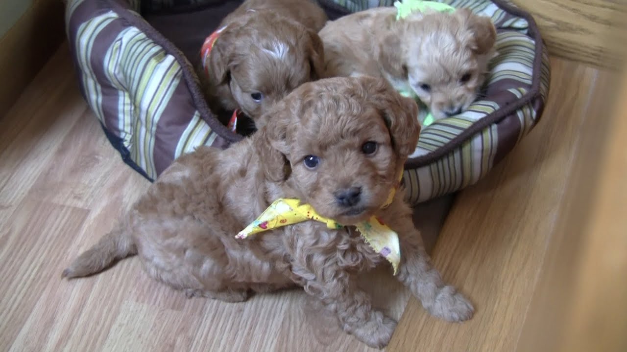 Lacey's F1b Mini Goldendoodle Puppies on 5/7/2015 - YouTube