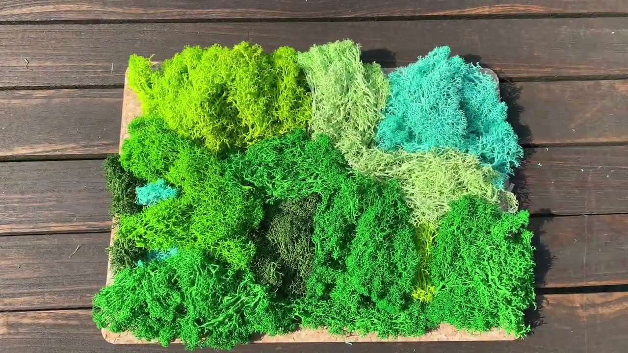 Islandmoos für Dekoration, Wandbilder und Modellbau