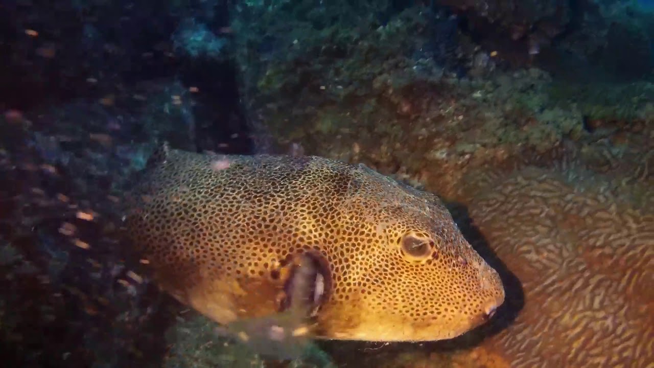 Scuba Dive Palm beach reef 03-09-17