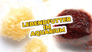 Lebendfutter Im Aquarium