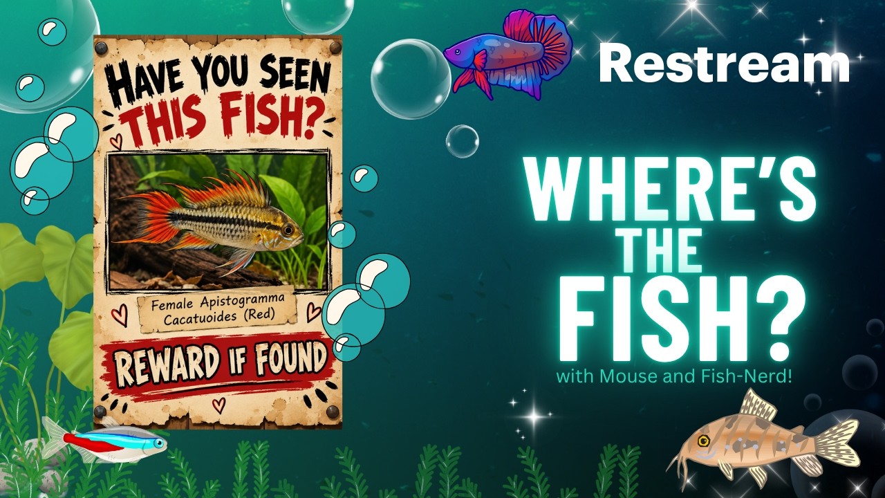 Where's the Fish?!?!  #5 Atlanta Aquarium Fish Club Auction Haul! Those prices were steeeep!