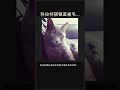💎科拉特猫银蓝被毛护理秘籍✨ #Shorts