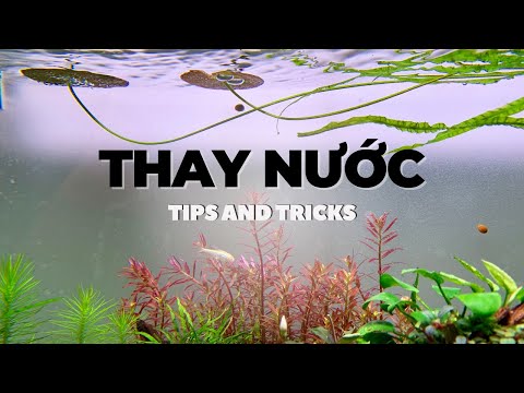 Thay nước cho hồ thủy sinh và các lưu ý.