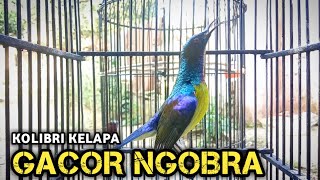 kolibri kelapa | manggar | gacor ngobra masteran burung bahan agar cepat gacor ngobra