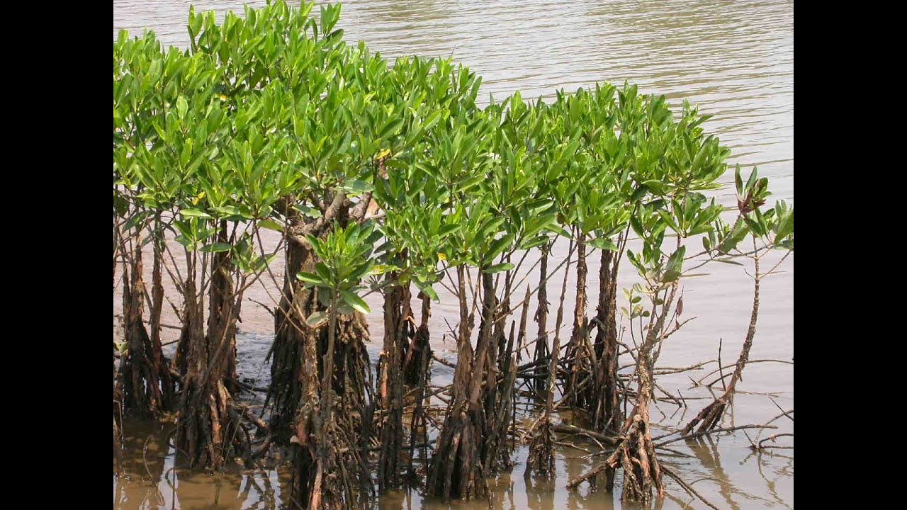 கண்டற் தாவரங்கள் (Mangrove Plants) மூச்சு வேர் (Respiratory Roots