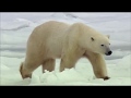 Дикая природа России. Заполярье - Серия 4 / Wild Russia. Arctic - Episode 4