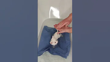 Как помыть кота кошку или котенка