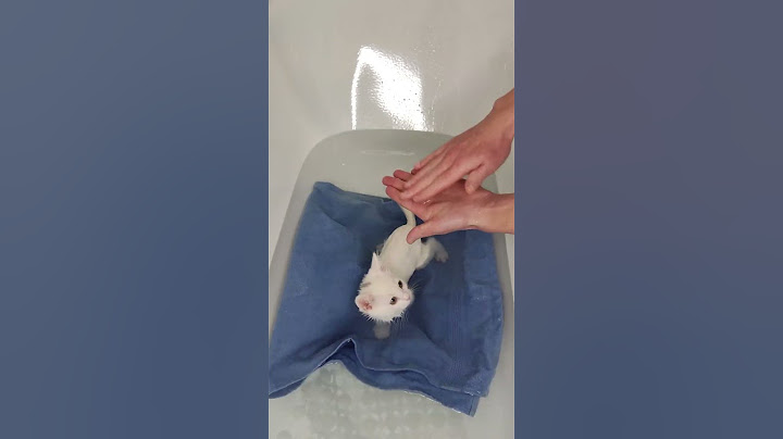Как помыть кота кошку или котенка