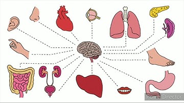 Std 4 EVS 1--- A look inside the Body